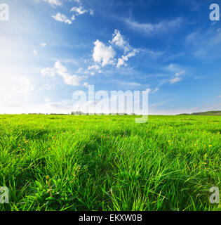 Green field under blue sky Stock Photo