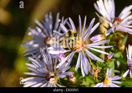 A honeybee lands on a New England Aster flower, Maine. Stock Photo