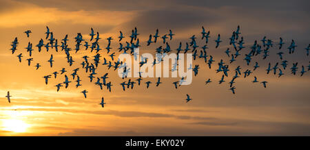 Flock of wild Avocets (Recurvirostra avosetta) seen at dawn in Norfolk UK. Stock Photo