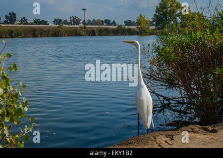 Great Egret (Ardea alba) in flight Stock Photo - Alamy