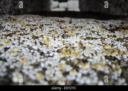 Close-up view of Common Periwinkle and Northern Rock Barnacles on a granite pier, Maine. Stock Photo