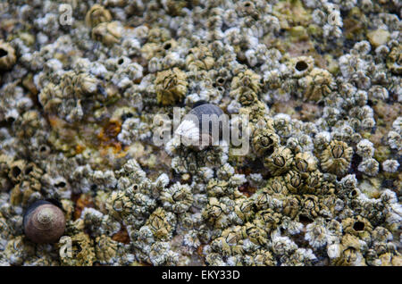 Close up view of Common Periwinkle (Littorina littorea) and Northern Rock Barnacles (Semibalanus balanoides), Maine. Stock Photo