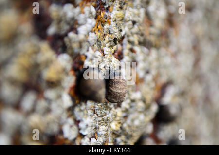 Close-up view of Common Periwinkle (Littorina littorea) and Northern Rock Barnacles (Semibalanus balanoides), Maine. Stock Photo