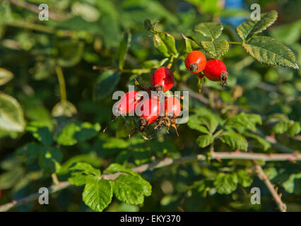 Half mature red  sloe berries over green  background, Valdesalor, Caceres, Spain Stock Photo