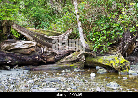 Tofino Vancouver Island coastline and rain forest , B.C., Canada Stock Photo