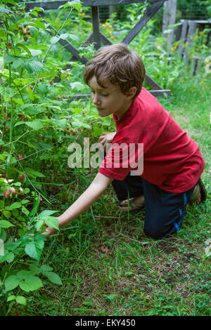 Boy picking berries at home in New Denver, Slocan Valley, West Kootenay, British Columbia, Canada (MR) Stock Photo