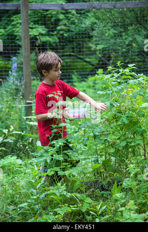 Boy picking berries at home in New Denver, Slocan Valley, West Kootenay, British Columbia, Canada (MR) Stock Photo