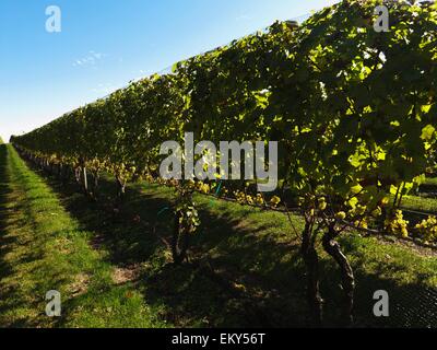 Row In Vineyard, Sag Harbor, New York, Usa Stock Photo
