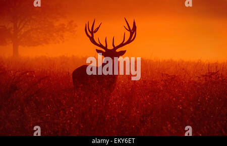 Red deer stag in the morning mist Richmond park. Stock Photo