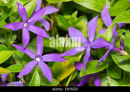 Spring flowers of the ground covering evergreen, Vinca major var. oxyloba ('Dartington Star') Stock Photo
