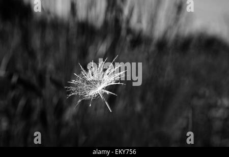 Taraxacum officinale seeds flying. Black and white picture Stock Photo