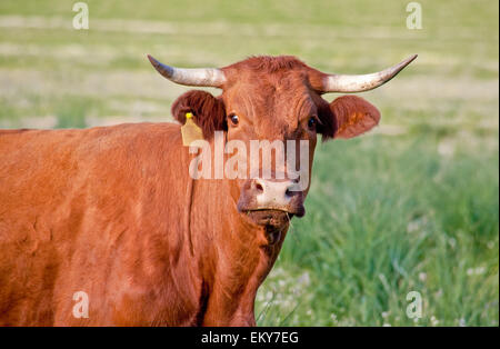 Herd of cows in the vicinity of the Sierra de Alor, Badajoz, Spain Stock Photo