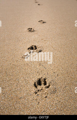 Dog paw prints in sand on beach. Stock Photo