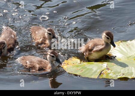 Mallard Ducklings swimming and walking on a lily pad photographed at McLane Creek Trail, Olympia, WA. Stock Photo