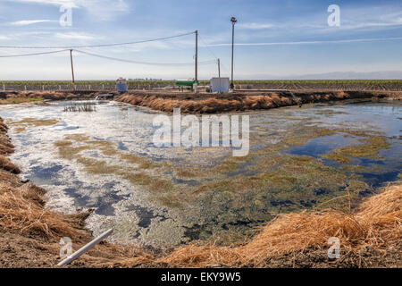 Groundwater well pumping into holding pond on Cardello Winery, a family business since 1969, Fresno County, California Stock Photo