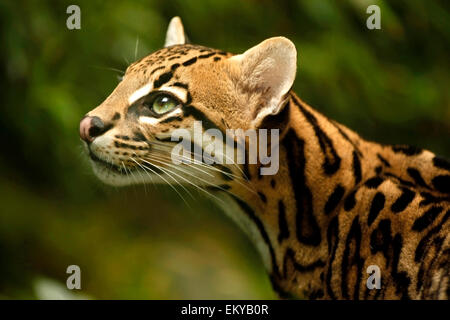 Ocelot (Leopardus pardalis) close up portraits in a natural light Stock Photo