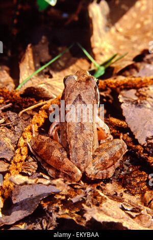 Italian Agile Frog (Rana latastei) dorsal view Stock Photo