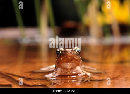 Italian Agile Frog (Rana latastei) frontal view in water Stock Photo