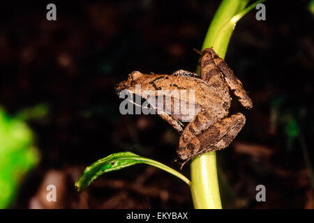 Italian Agile Frog (Rana latastei) on green branch; Italian endemism Stock Photo