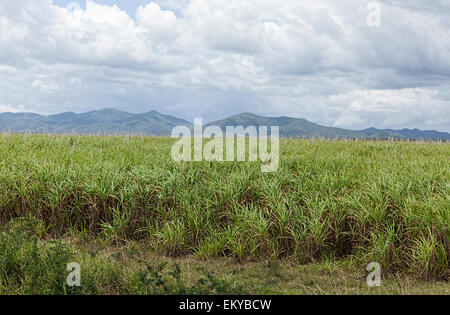 Sugar cane plants growing in fields in a remote part of Cuba with mountains and cloudy skies in the distance Stock Photo