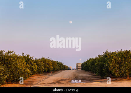 Orange grove located next to Belridge Oil Field. Kern County, San Joaquin Valley, California, USA Stock Photo