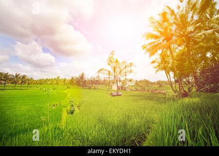 early morning scene at the green paddy field Stock Photo - Alamy