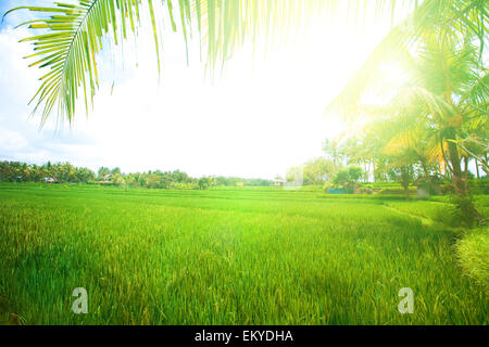 early morning scene at the green paddy field Stock Photo - Alamy