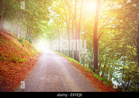 Beautiful forest with wooden walkways and rivers with the evening sun shining through the tree canopy. Stock Photo