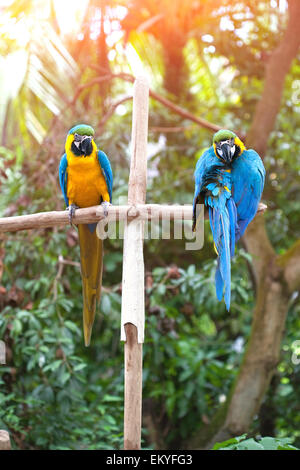 Two beautiful adult blue and yellow macaw perched on a wooden post basking in the sun Stock Photo