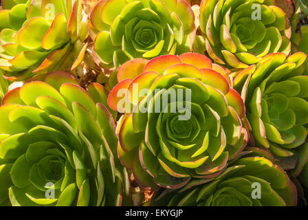 Beautiful Echeveria rosettes in Racho Palos Verdes, California, USA. Stock Photo