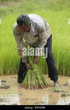 A farmer in a rice field; Kouk Duong Village, Battambang Province, Cambodia Stock Photo
