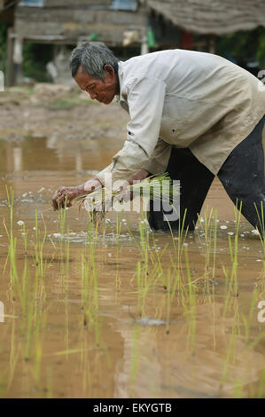 A farmer plants in a rice field; Kouk Duong Village, Battambang Province, Cambodia Stock Photo