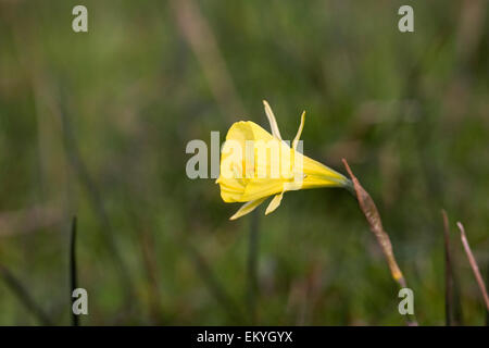 Narcissus bulbocodium. Hoop petticoat daffodil. Stock Photo