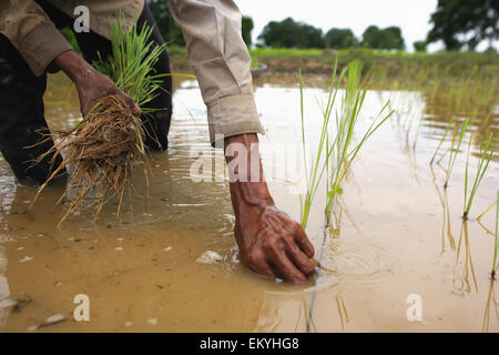 Planting rice seedlings in a field; Kouk Duong Village, Battambang Province, Cambodia Stock Photo