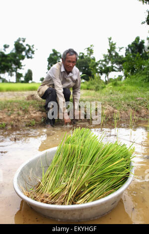 Planting rice seedlings in a field; Kouk Duong Village, Battambang Province, Cambodia Stock Photo
