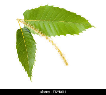 Chestnut leaves and catkins isolated on white Stock Photo