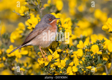 Subalpine Warbler, Male perched on a goarse Stock Photo