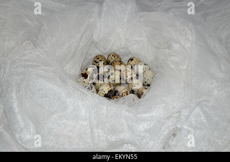 Quail eggs in a white artificial nest. Stock Photo