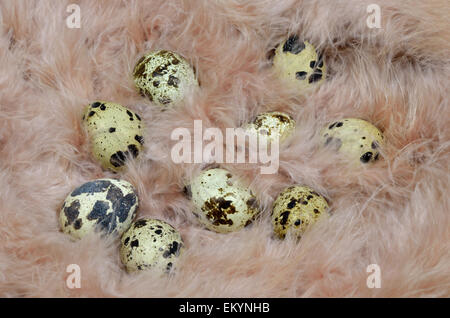 Quail eggs in a nest of pink feathers. Stock Photo