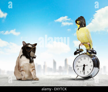 Cat and parrot in gas masks. Ecology concept Stock Photo - Alamy