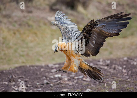 Bearded Vulture (Gypaetus barbatus) landing, Pyrenees, Spain Stock Photo