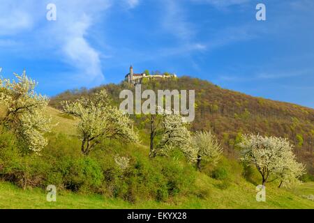 Sweet Cherry tree (Prunus avium), Teck castle, Swabian Alb Biosphere Reserve, Baden-Württemberg, Germany Stock Photo