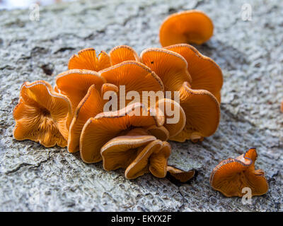 Mock oyster (Phyllotopsis nidulans) on a red beech, Thuringia, Germany Stock Photo