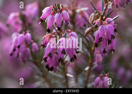 Winter heath (Erica carnea) flowers, Upper Bavaria, Bavaria, Germany Stock Photo