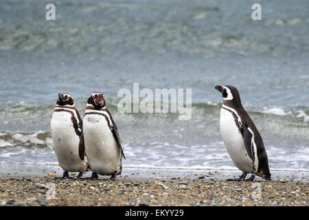 Magellanic penguins (Spheniscus magellanicus), Seno Otway, Region XII Región de Magallanes y de la Antártica, Chilena