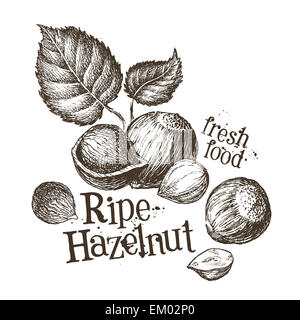 hazelnut vector logo design template. fresh walnut, food or nut icon. Stock Photo