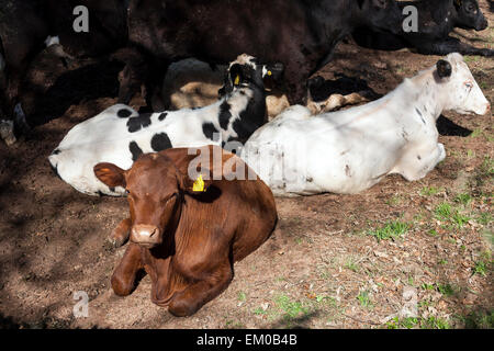 cows lying down,cows lying down in a field, Stock Photo