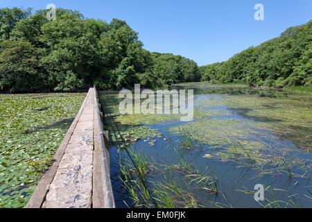 Bosherston lily ponds, National Park of Pembrokeshire, Wales Stock Photo