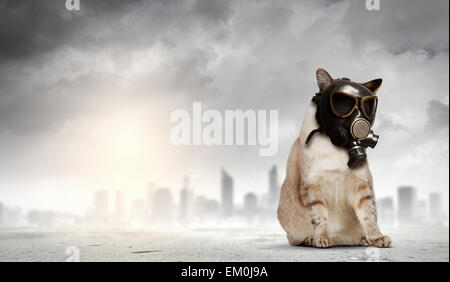 Cat in gas mask Stock Photo