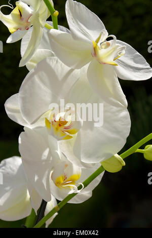 White Orchid Flowers sometimes called 'Moth' orchid. Phalaenopsis hybrid.